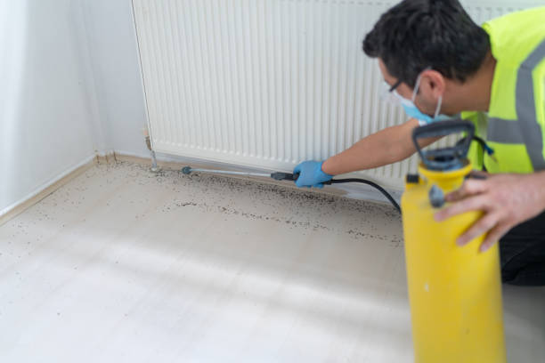 Best Termite Control Services  in Springfield, MN