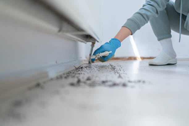 Best Rodent Control Near Me  in Springfield, MN